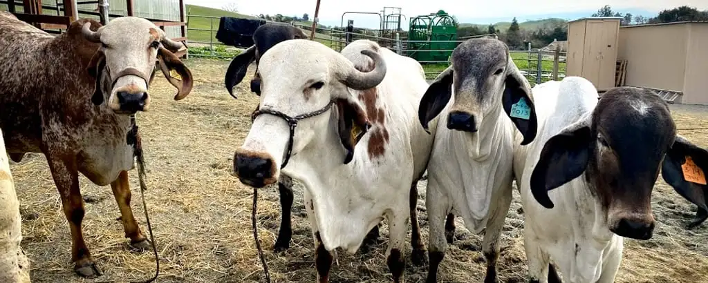 Brahman and Gir cattle at a Vrindavan village farm